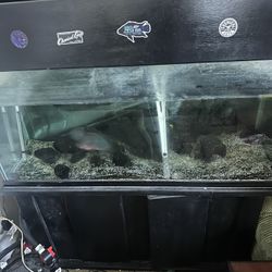 85 Gallon Fish Tank With Fx4 Filter