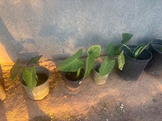 Elephant ears plants,orejas de elefante planta only message when ready to come $15.00 each cash only