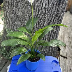 Peace Lily Plant 