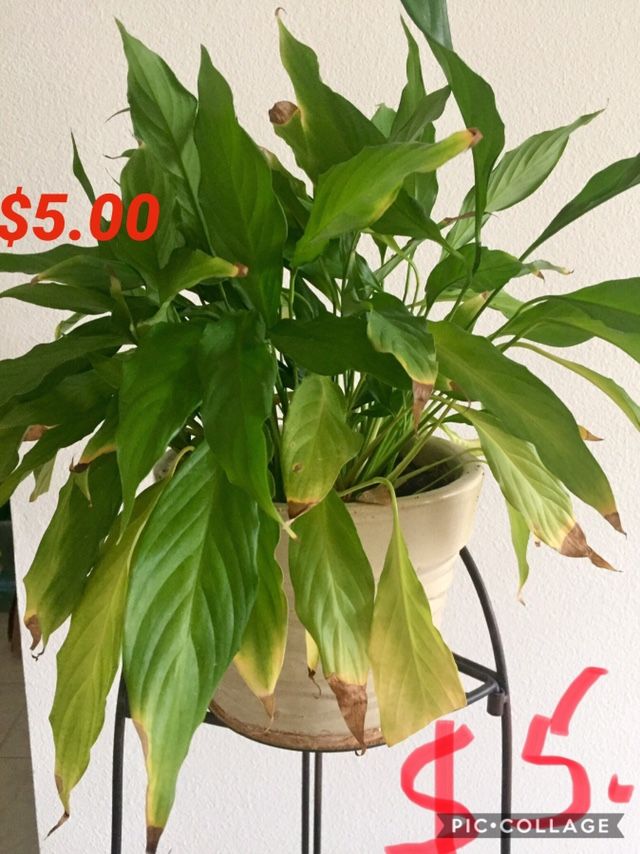 Indoor Plants for sale