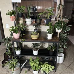 PLANT SALE Today And Tomorrow 9-4