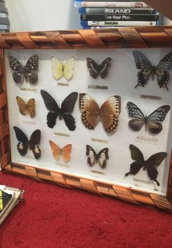 butterflies taxidermy