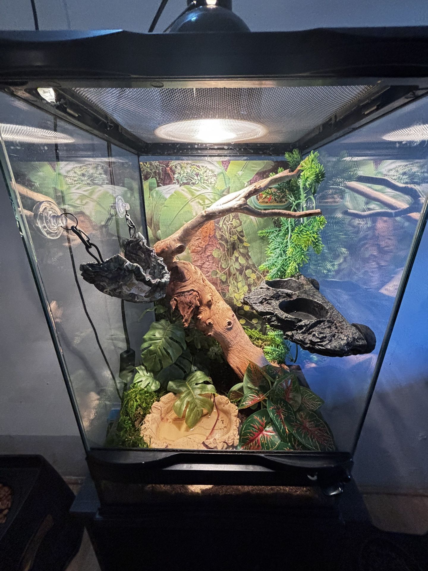 Amphibian Terrarium & more!