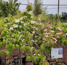 Dogwood Trees