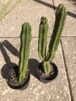 1 Gallon San Pedro