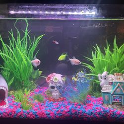 Fish Tank 10 Gallon 