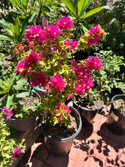 Bougainvillea