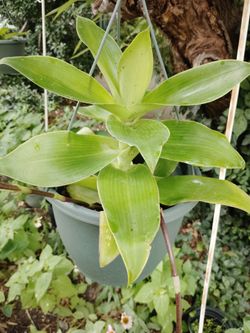 Plant $35