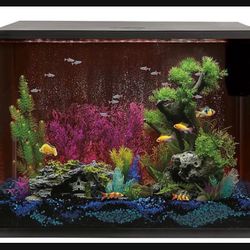 Fish Tank 