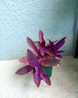 Purple Heart 💜 plant