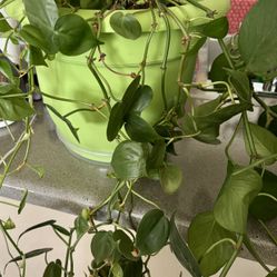 Plant and pot