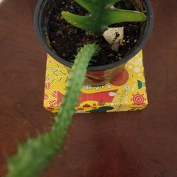 Beautiful Ric Rac And Other Plant I Do Not Know  Name
