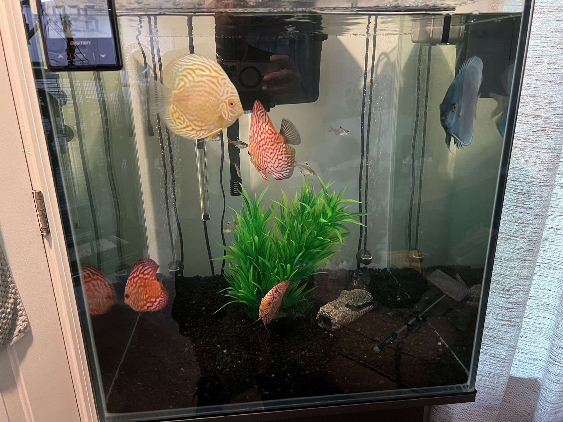 Frameless Cube Aquarium, 60 Gallon