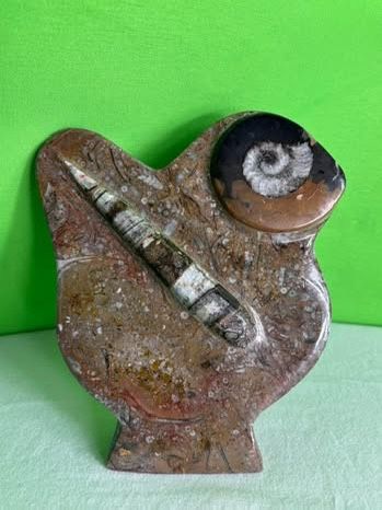 Ammonite Fossil Desk Paper Weight