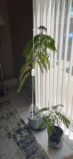 Organic curry Leave Plant Best In Town