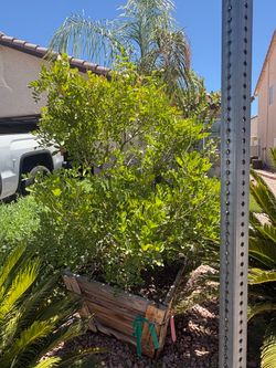 Plants , for sale