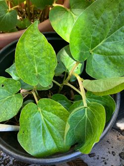 Betel leaves ( paan) plant