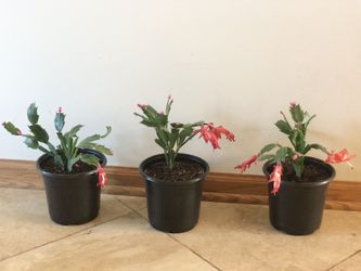 Coral Colored Christmas Cactus