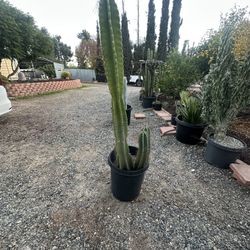 Cactus 