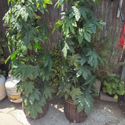 2 Plantas Artificiales