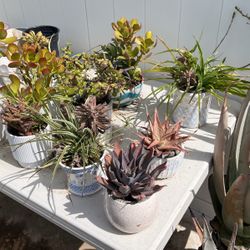 4” Planted Ceramic Pots For Patio Or Indoors