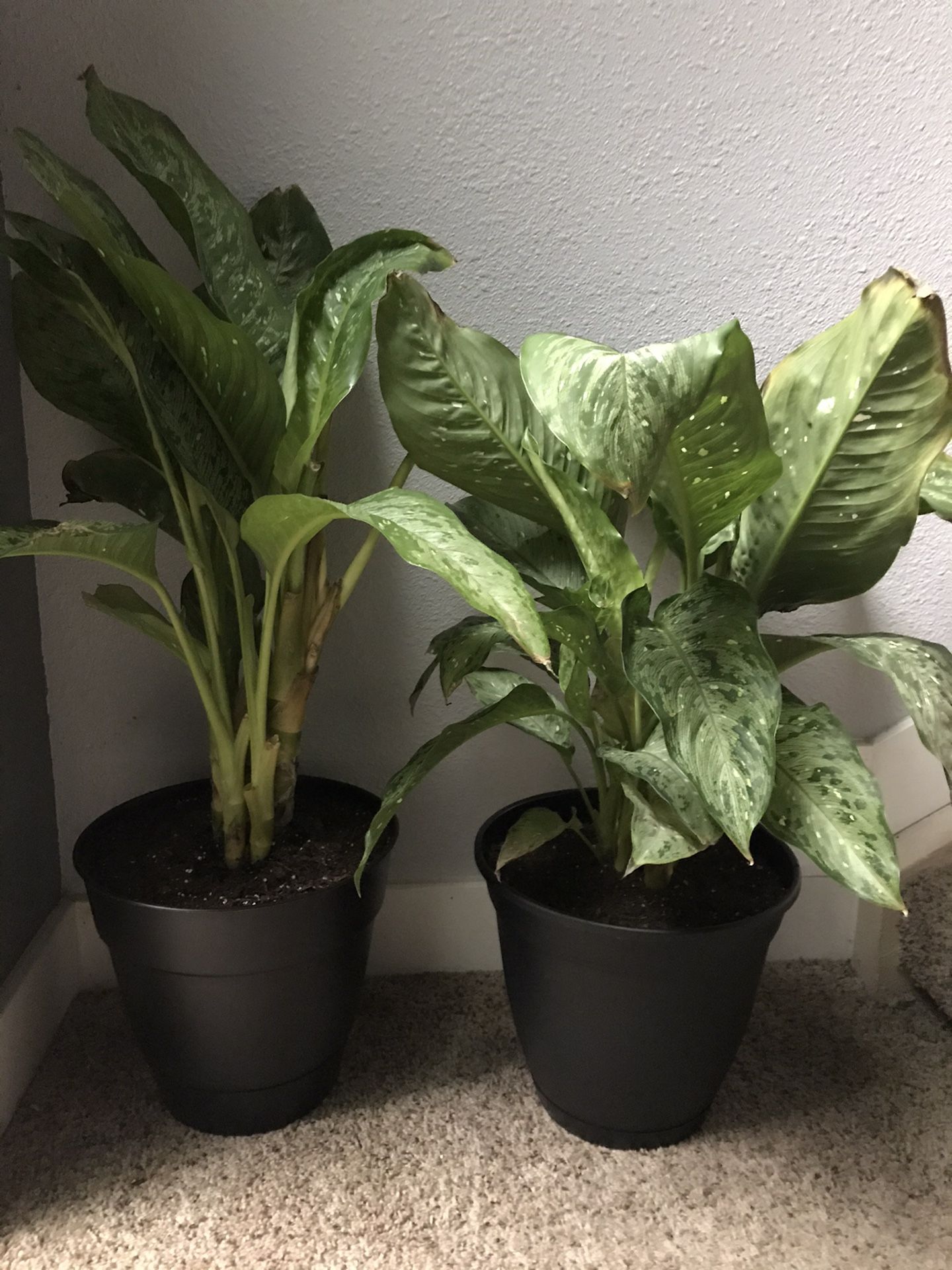 Dieffenbachia