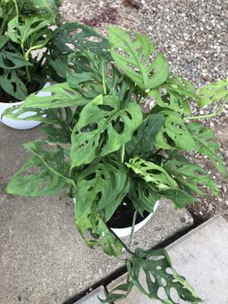 Monstera Adansonii Swiss cheese In 8 Inch Ceramic Pot