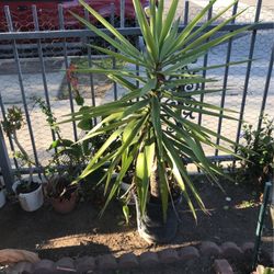 Garden Plants