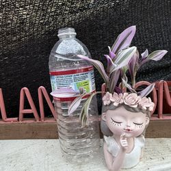 Trandescantia Nanouk 