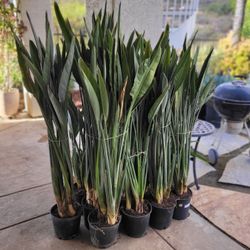 Bird Of Paradise Perennial Plant 3 Gallon Containers For $12 Each