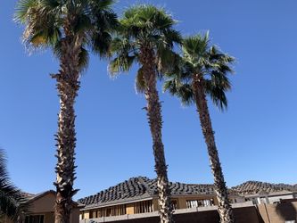 Palm Tre3