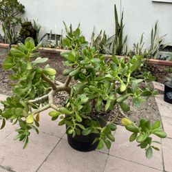 Big Jade Plant