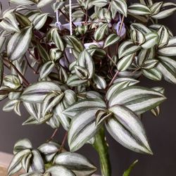 ✨ 6" Hanging Zebrina | Tradescantia✨