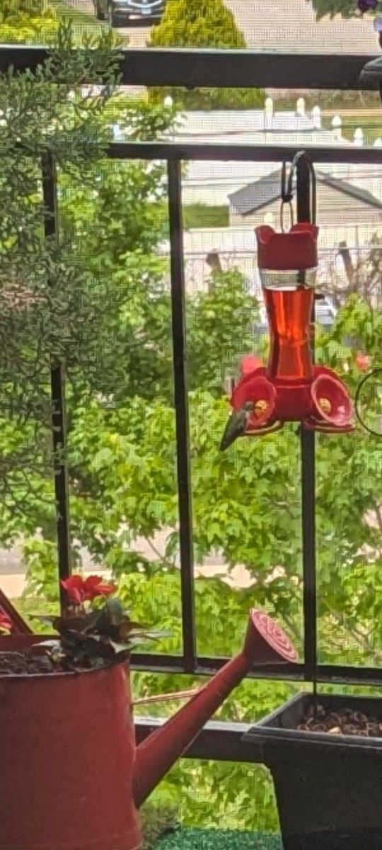 Bird Feeder