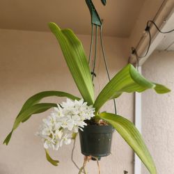 Orchid- Gigantea Rhychostylis