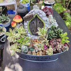 PLANT SALE SUNDAY AND THIS WEEK IN SAN LORENZO 