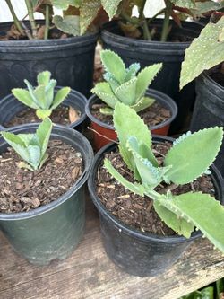 Kalanchoe Plants