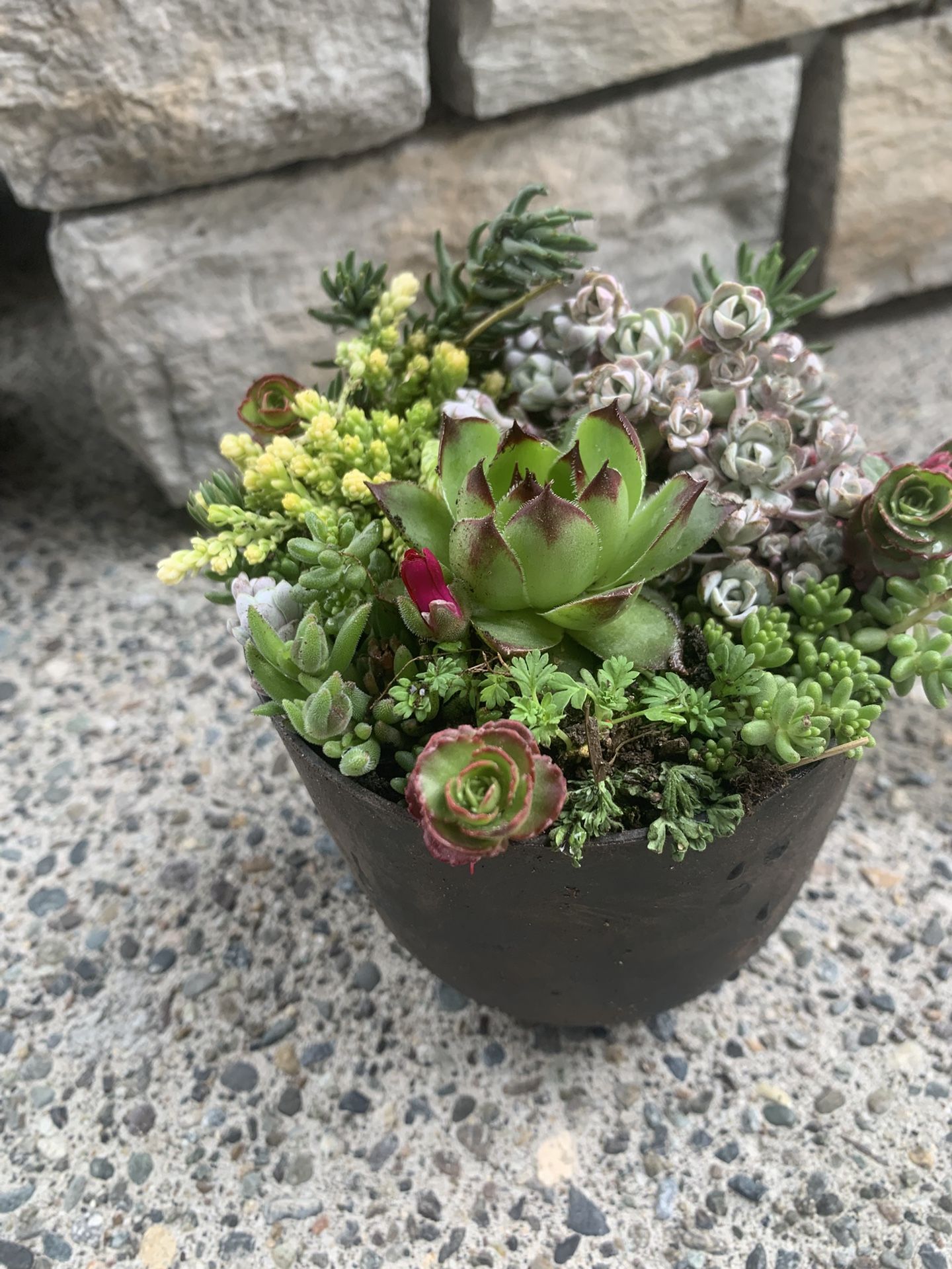 Live succulent arrangement in black plastic pot