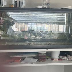 Juvenile Bearded Dragon Habitat