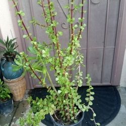 planta  de abundancia