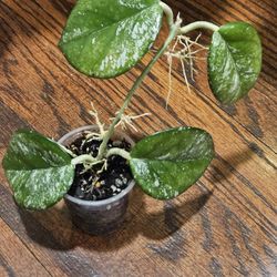 Hoya Carnosa 'Freckles'