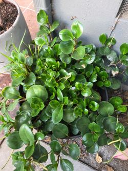 Peperomia Plant in Black Pot