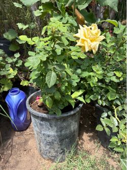 Plant