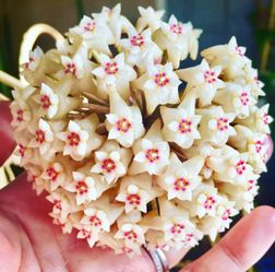 Hoya loyceandrewsiana