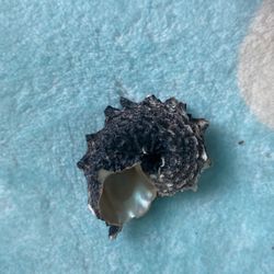 Shell