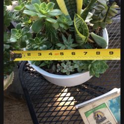 Assorted Plants In Ceramic Pot 