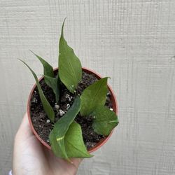4” Hoya Polyneura/fish Tail
