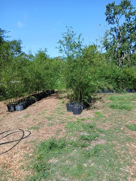 Seabreeze Bamboo (Clumping)