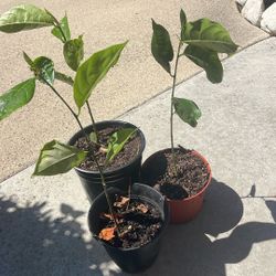 Jack fruit Tree