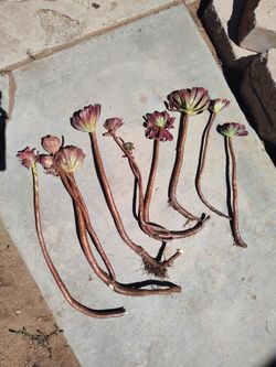 Aeonium Succulent Cuttings with Roots #3